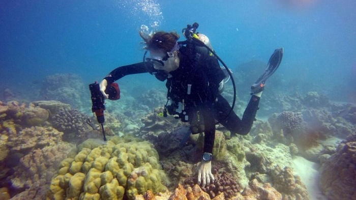 Scientists find a bit more life in coral reefs in Pacific